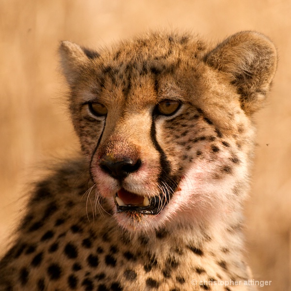 DSC_4214 - Cheetah cub