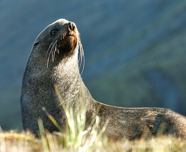 DSC_0043 Fur seal female basking