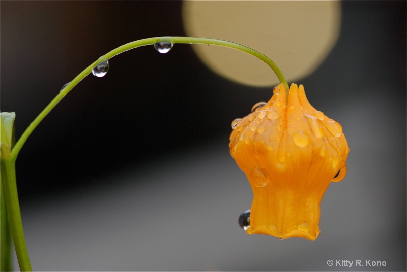 Orange flower in the rain