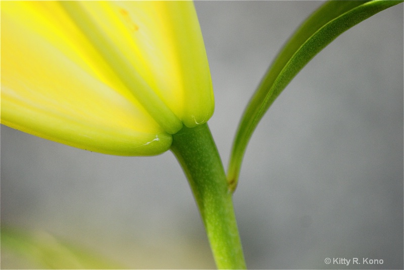 Yellow Flower with Green Stem