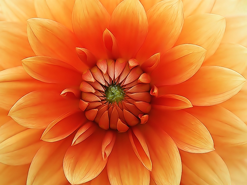 Dahlia