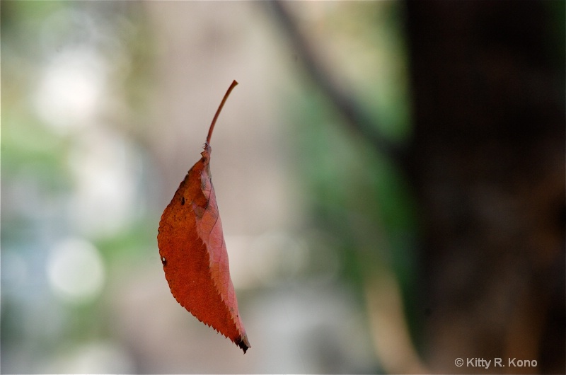 Fall in Aoyama Cemetery