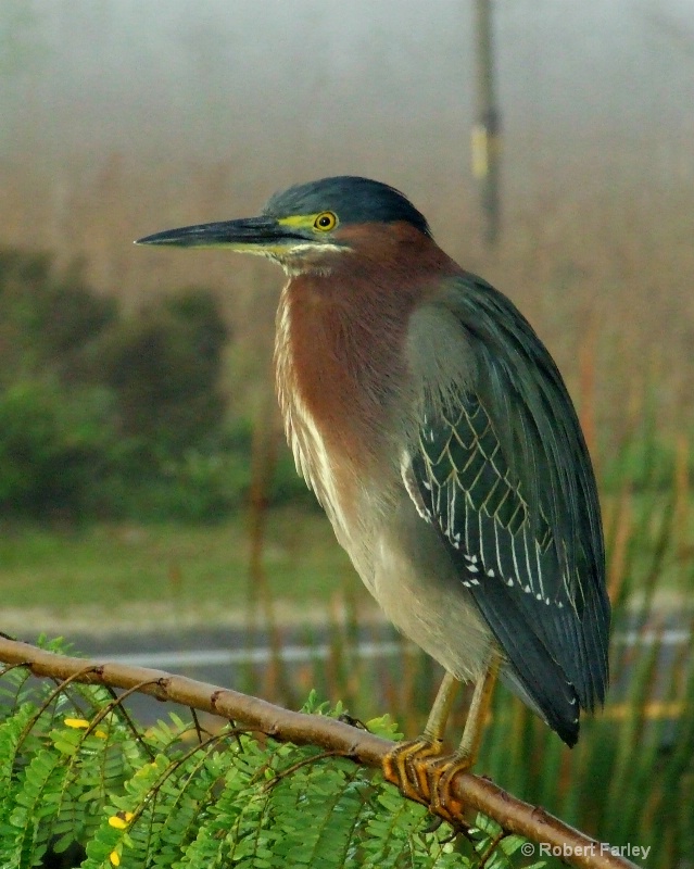 Green Heron, close up, Everglades