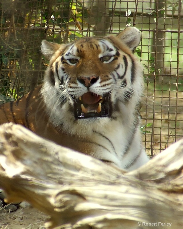 Mesker Zoo - Le Tigre