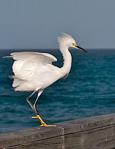 Snowy Egret on Display