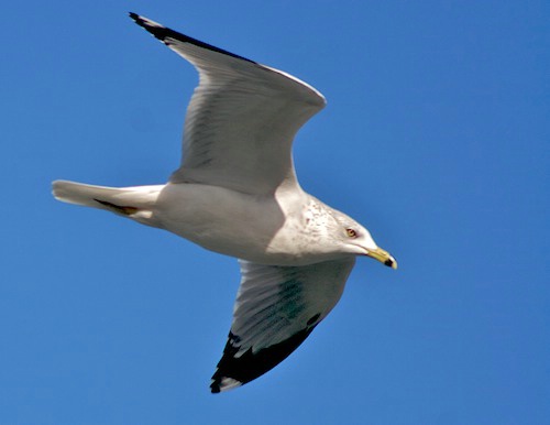 Ring Billed Gull