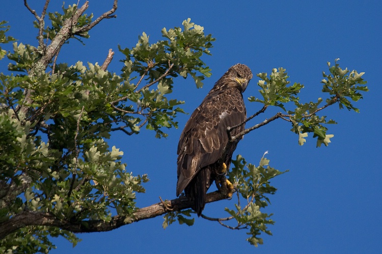 Immature Bald Eagle on Branch