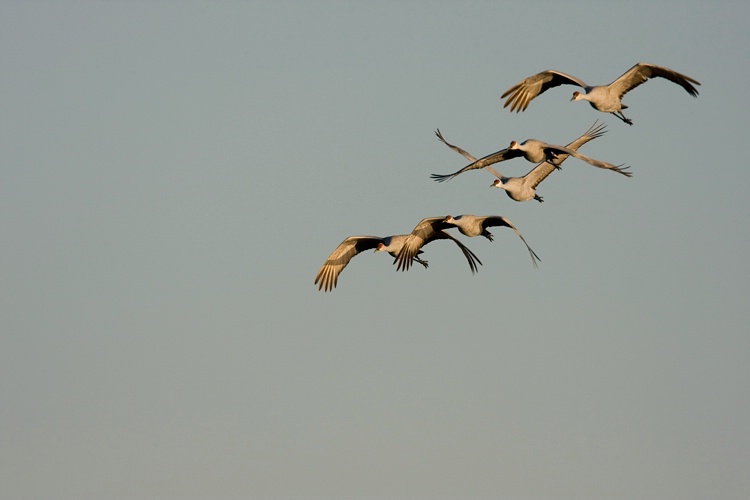 Sandhill  Cranes Incoming