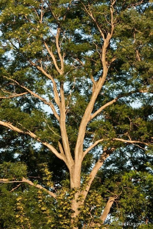 tree7