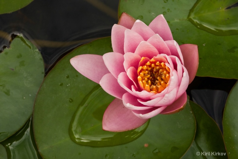 water-lily4