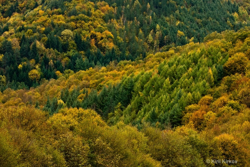 Autumn2(Forest Fairy-Tale)