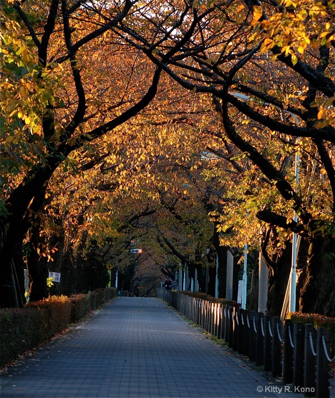 Cherry Trees in Fall - Aoyama Cemetery