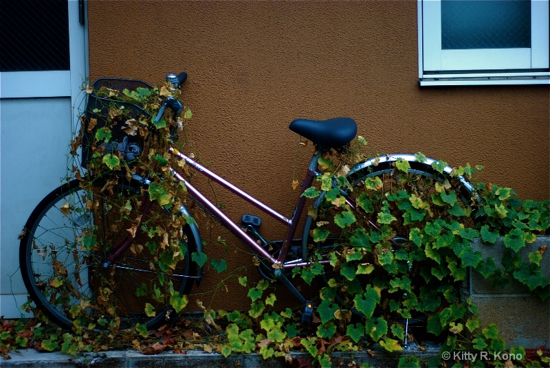 Ivy Bike - On the Way to Nishimachi