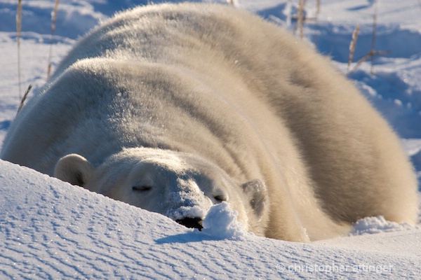 DSC_4855 Large polar bear sleeping