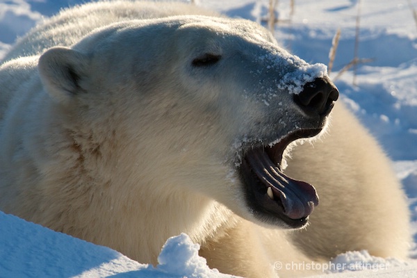 DSC_4862 Large polar bear male yawning