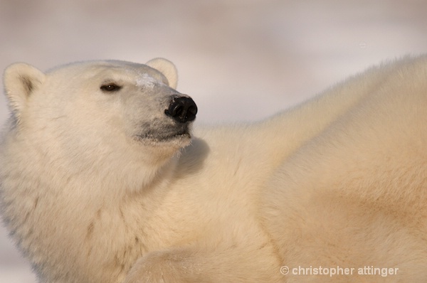 DSC_7216 Four year old male polar bear