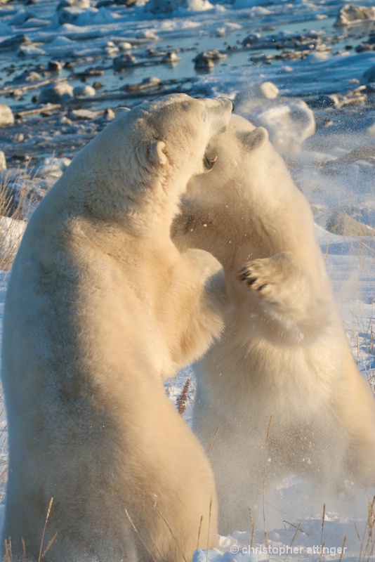 DSC_7577 Two polar bears wrestling