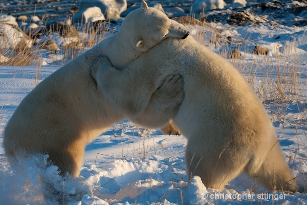 DSC_7720 Two polar bears wrestling