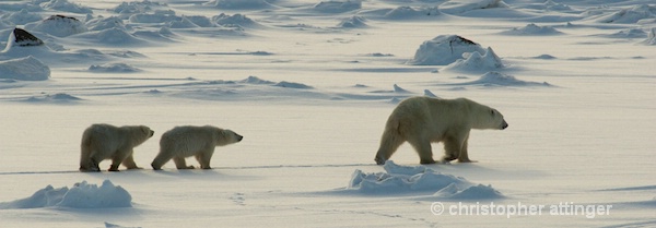 DSC_0054x Polar bear mom and cubs