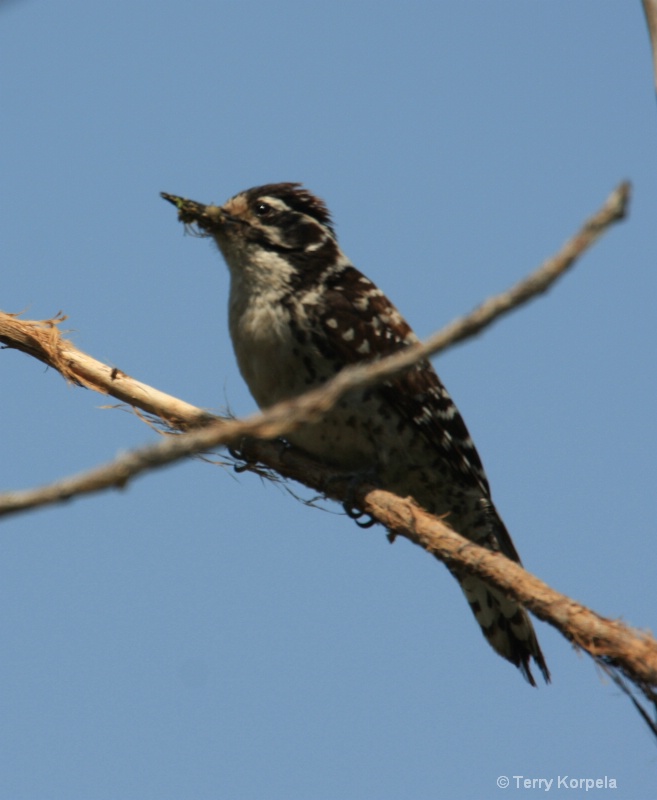 Nuttall's  Woodpecker