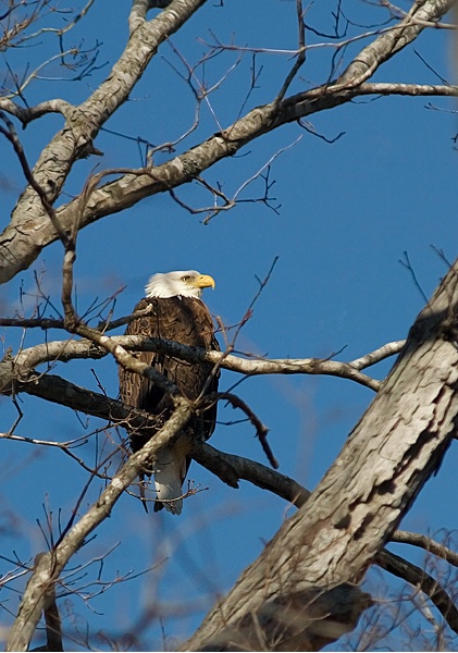 Bald Eagle in Tennessee