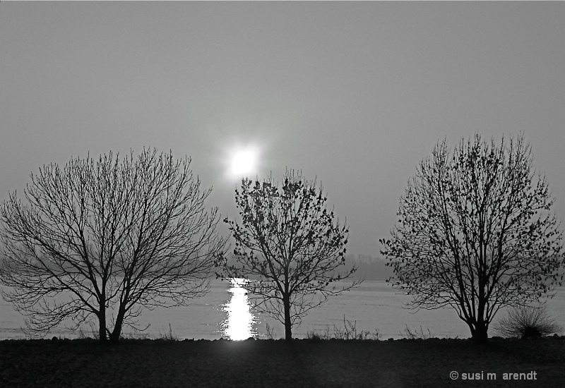 Three Trees (on the Elbe)