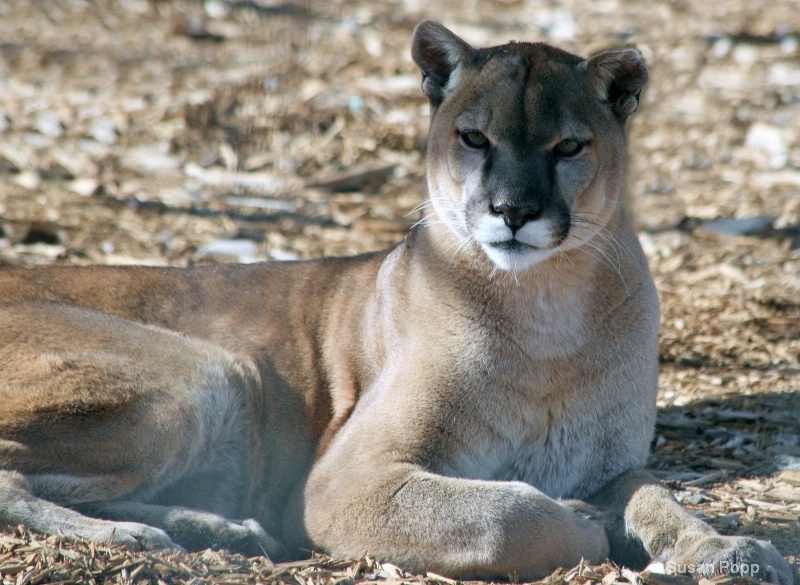 Male Cougar