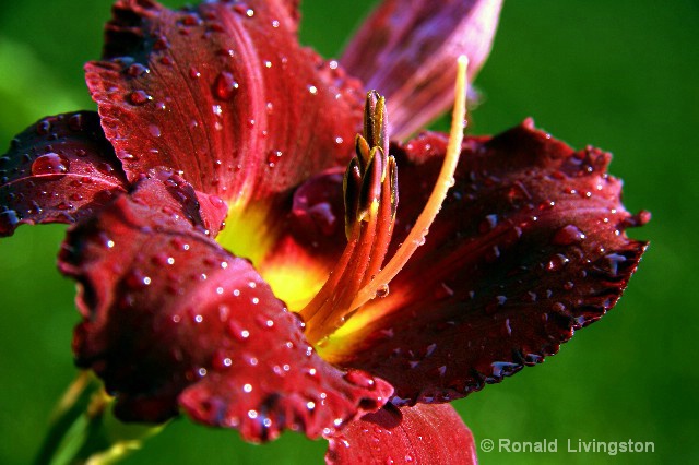 Dewy Daylily