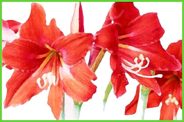 Amaryllis Light card