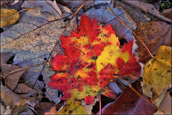 Bright Red Fall Leaf card