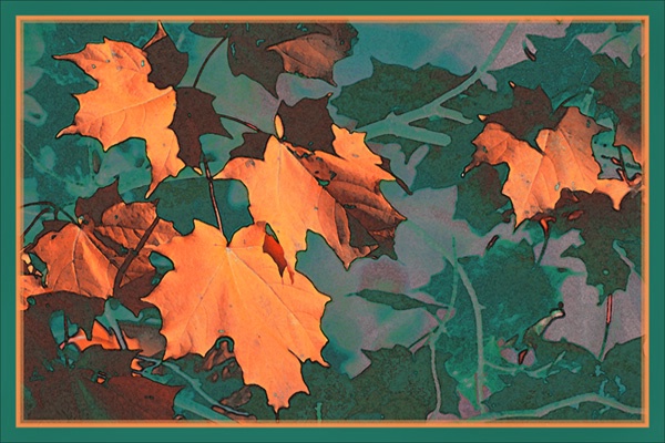 Orange Fall Leaves  card