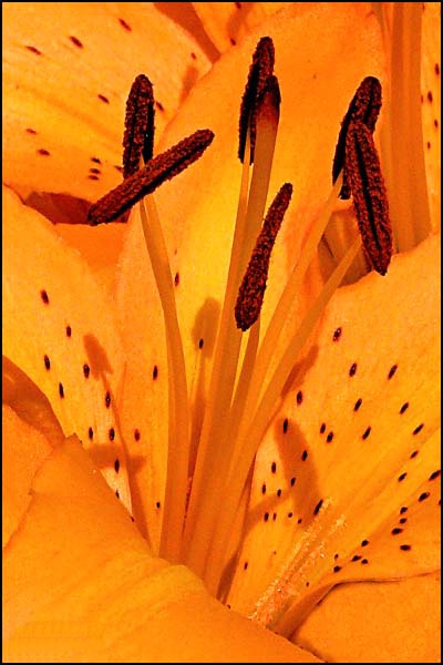 Orange Iris Center card