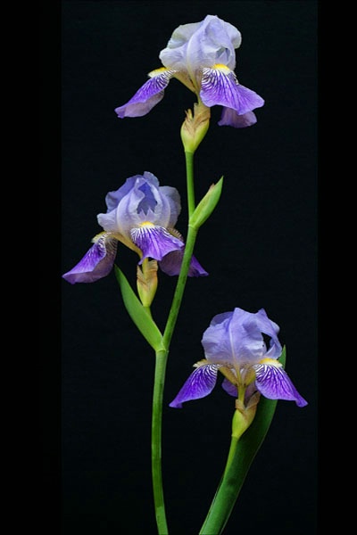 Purple Irises card