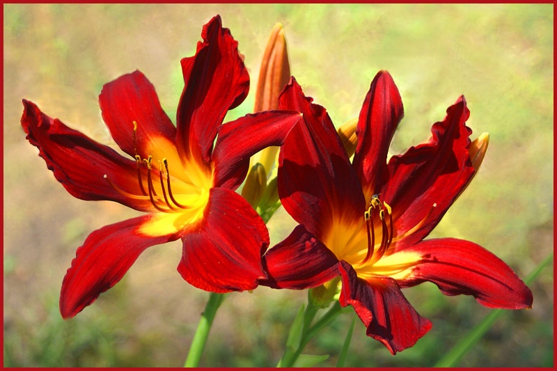 Red Lillys 1 card