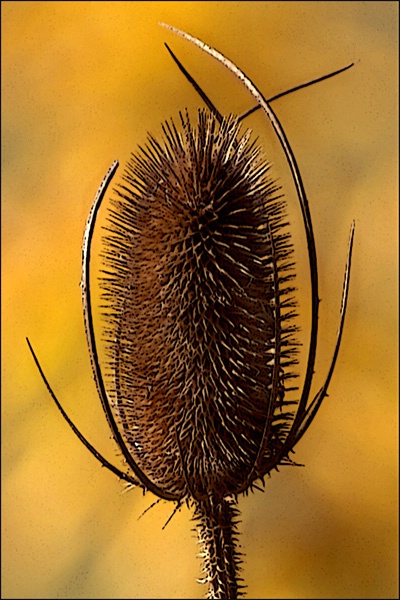 Solitary Thistle Meditation card