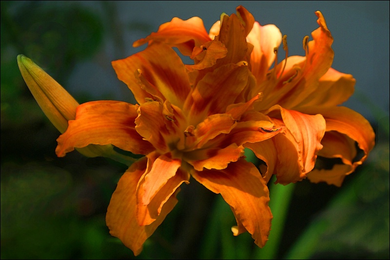 Two Sunlit Orange Lillies 1 card