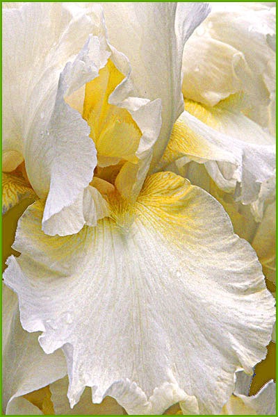 White Gladiola  card