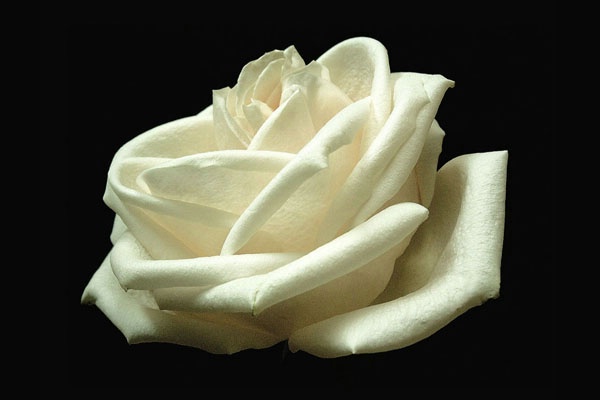 White Rose card