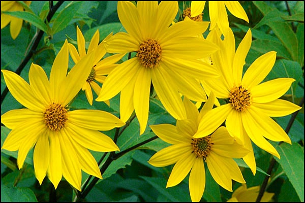 Yellow Daisys 2 card