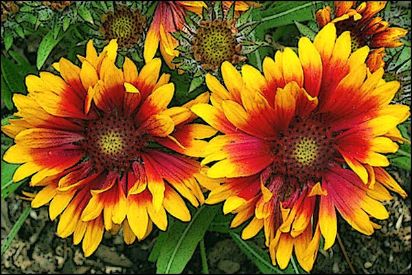 Yellow Red Flowers card