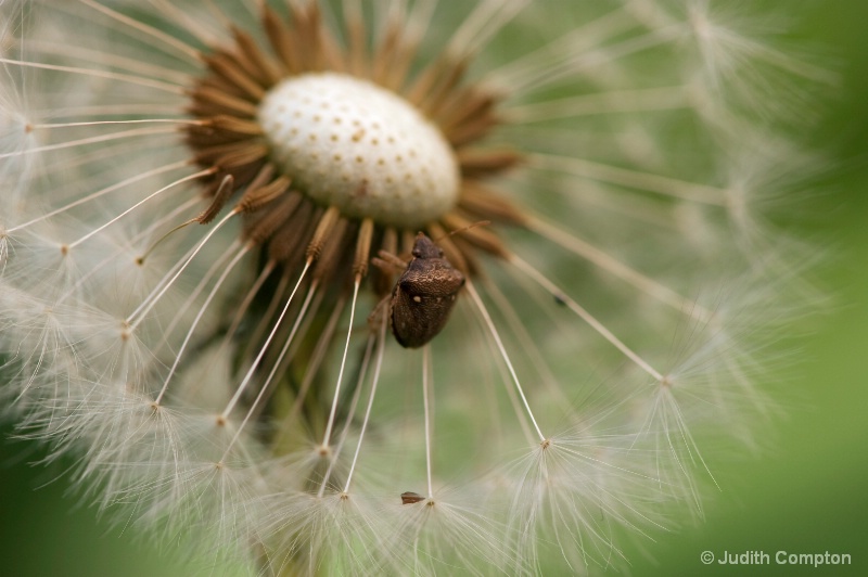 bug on dandelion