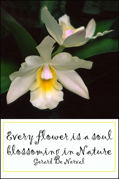 Flower is a Soul card
