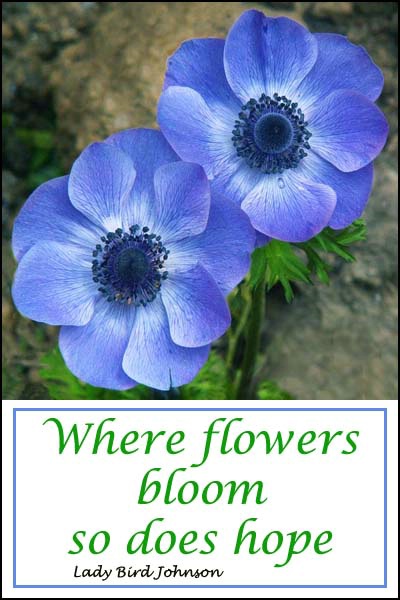 Flowers Bloom card