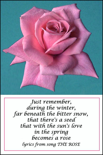 The Rose card