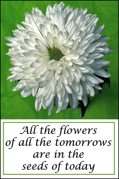 Tomorrows Seeds card