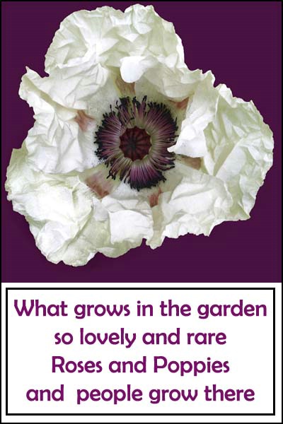 White Poppy card
