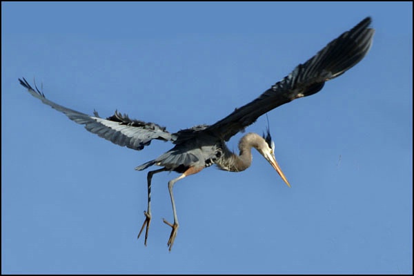 Heron in Flight 2 card