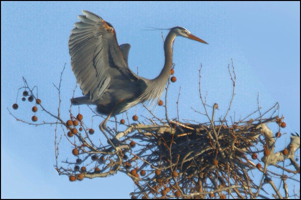 Heron at Nest card