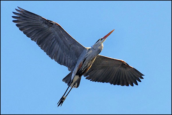 Heron in Full Flight card
