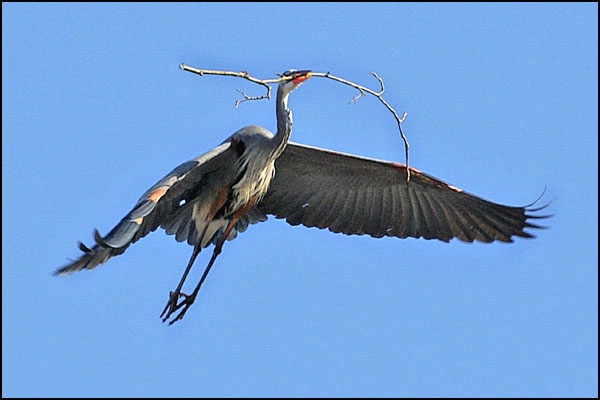 Heron with Branch 1 card